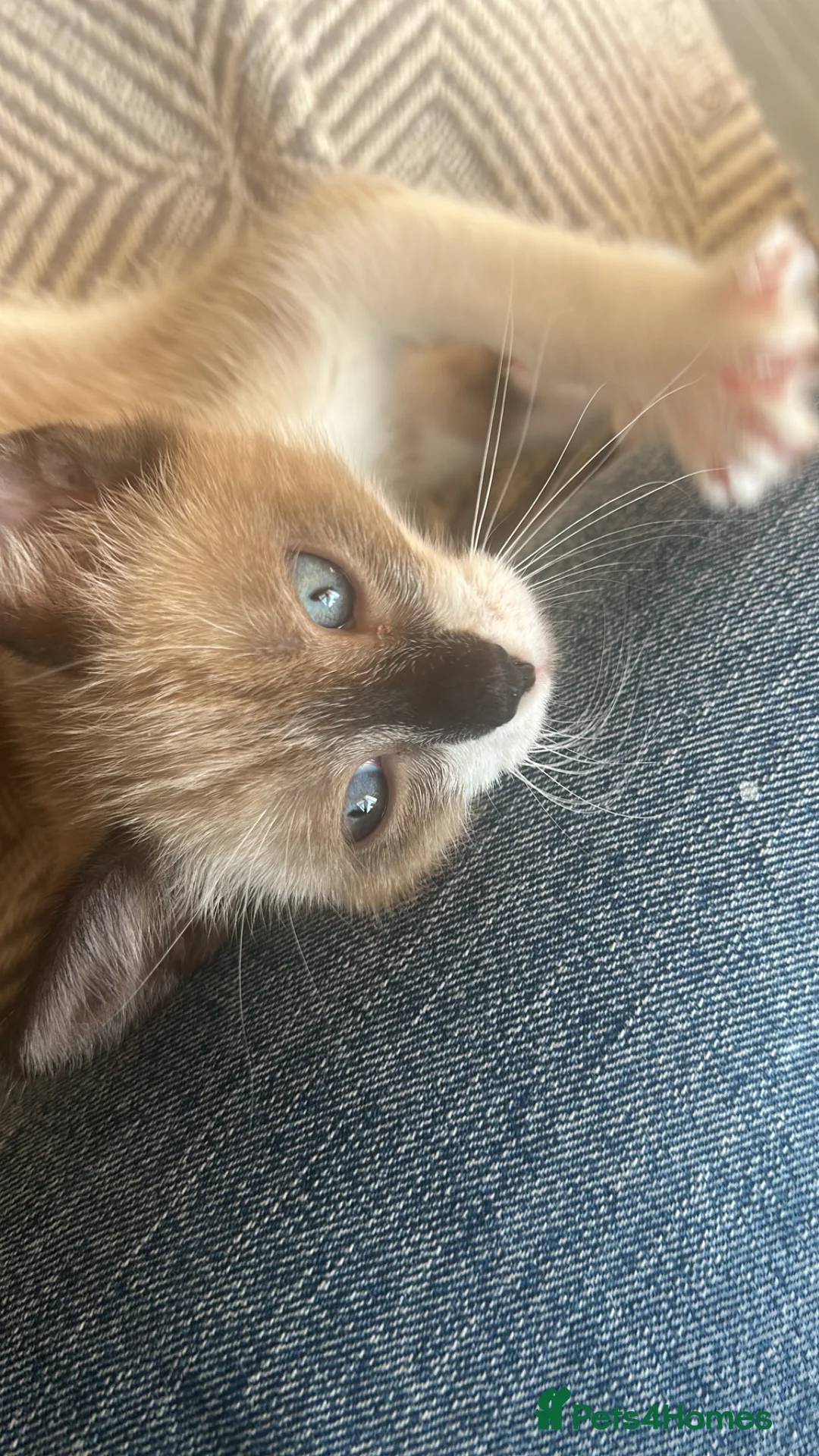 Mixed Breed cats for sale: Half Siamese kitten  - Advert 1