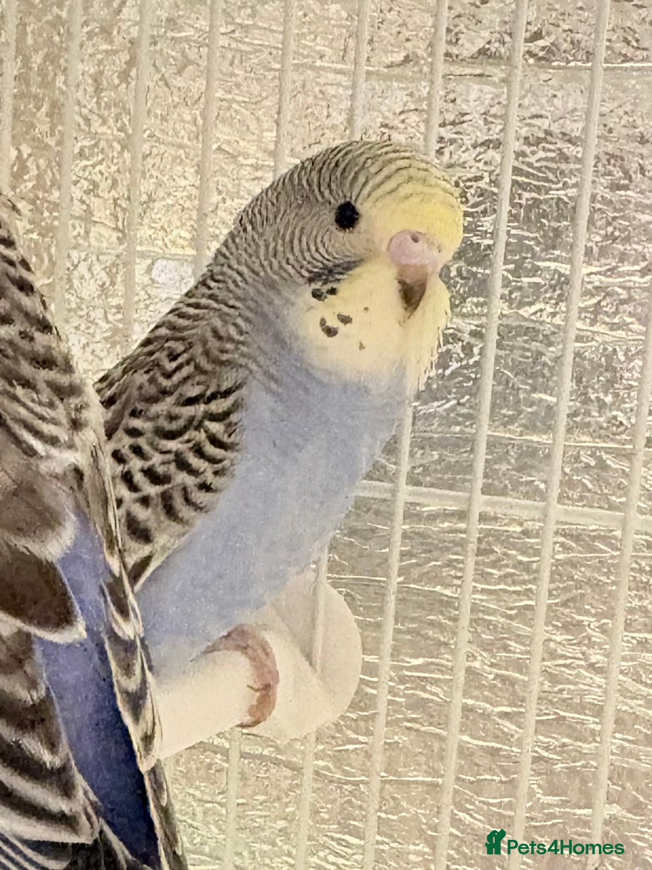 Budgerigars birds Baby budgies  - Advert 5