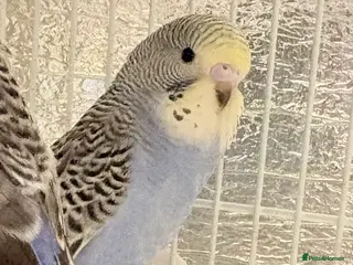 Budgerigars birds Baby budgies - Advert 5