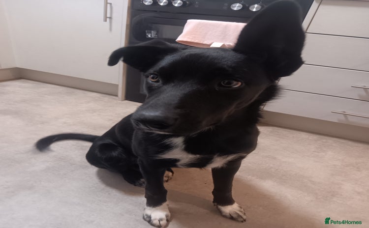 Mixed Breed dogs 6 month old border collie cross huntaway  - Advert 1