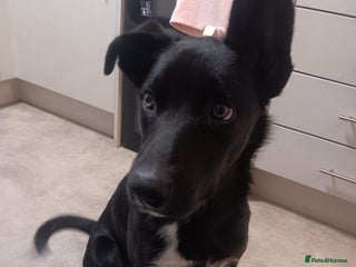 Mixed Breed dogs 6 month old border collie cross huntaway - Advert 7