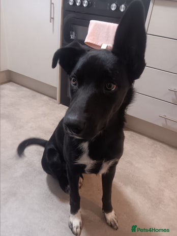 Mixed Breed dogs 6 month old border collie cross huntaway - Advert 1