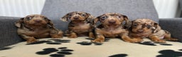 Dachshund dogs for sale: Miniature Dachshund puppies  - Advert 3