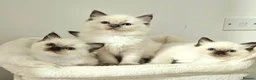Ragdoll cats for sale: Stunning Ragdoll Kittens Available - Advert 3