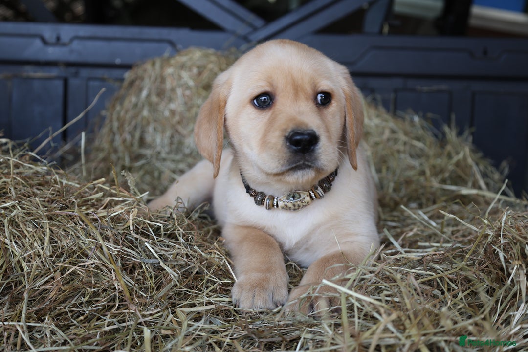 Labrador Retriever dogs for sale: WAITLIST CHAMPION KC BLACK & REDS - 5 STAR LICENSE - Image 7