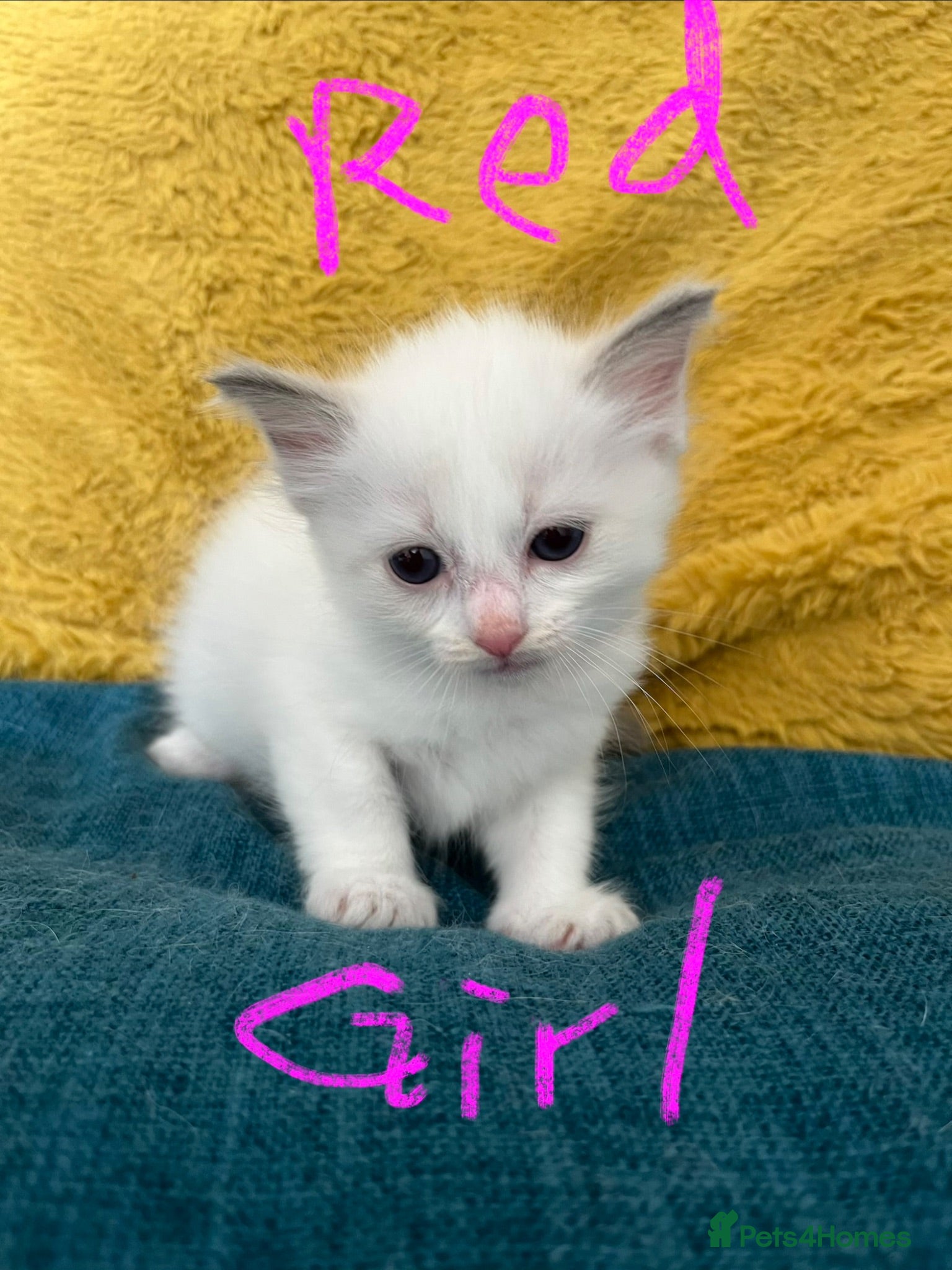 Ragdoll cats GCCF mom’s pure ragdoll kittens sale in London  - Advert 2