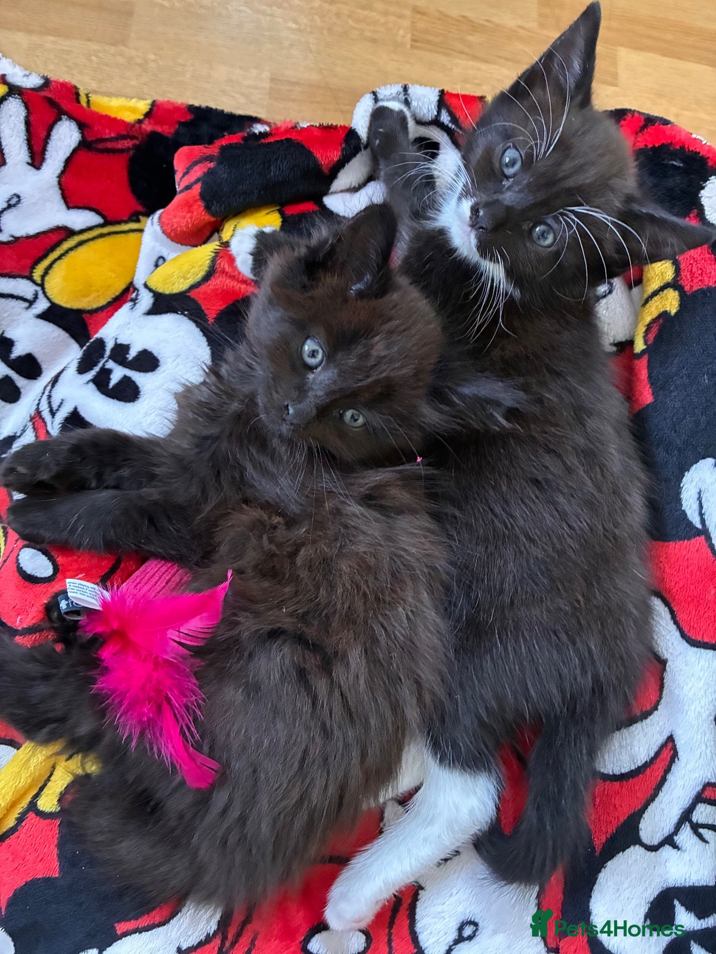 Mixed Breed cats Kitten for sale  - Advert 7