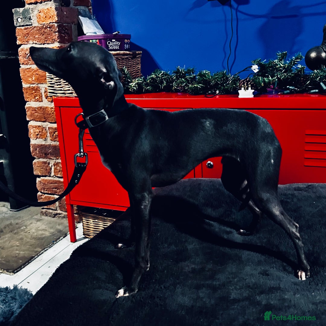 Italian Greyhound dogs for sale: Adorable handsome Italian greyhound  - Advert 3