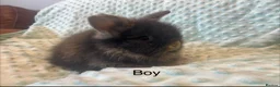 Lionhead rabbits for sale: Mini double maned lionheads £30-£75 - Advert 8