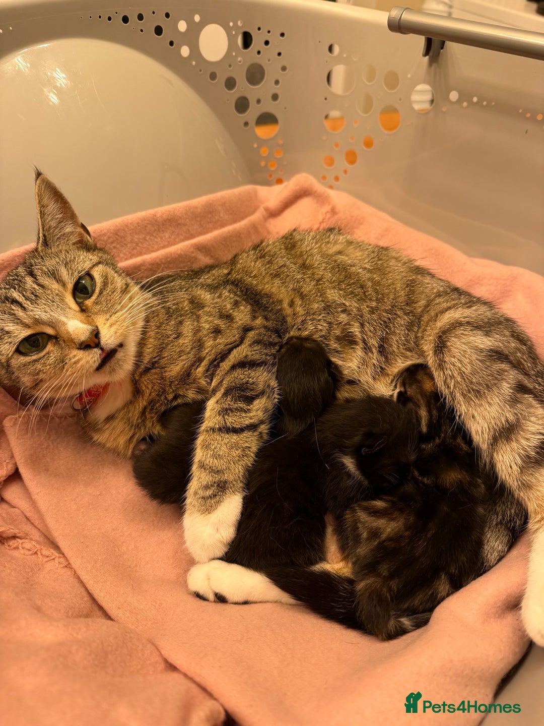 Mixed Breed cats for sale: 3 beautiful female kittens. - Image 10