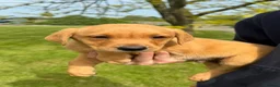 Labrador Retriever dogs for sale: 🧡Fabulous KC Fox Red Puppies.🧡 - Advert 4