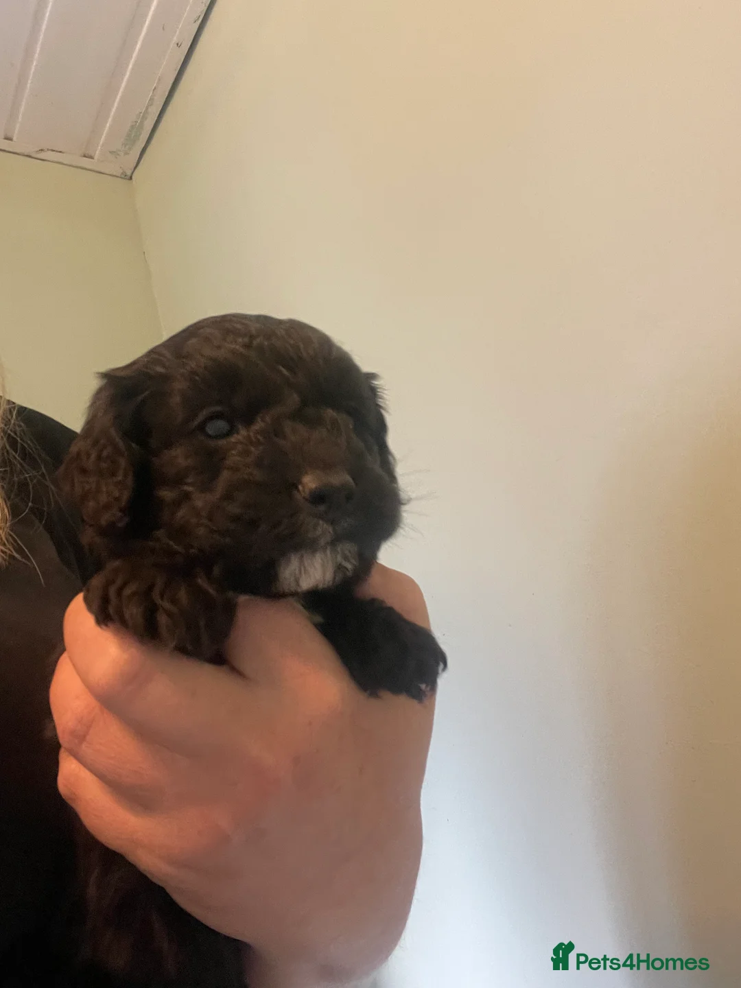 Cockapoo dogs for sale: Stunning F1B cockapoo puppies Boys & Girls  - Advert 6