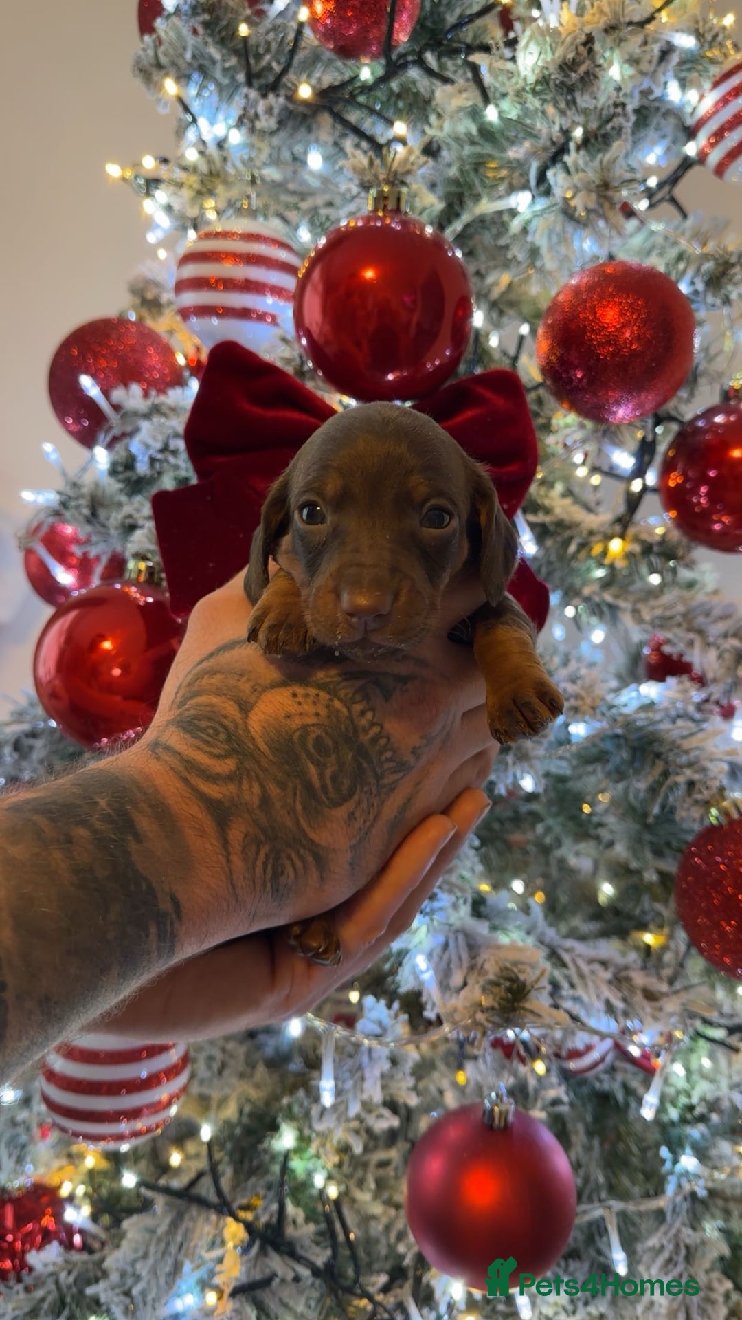 Dachshund dogs for sale: Dachshund puppies (2 LEFT) - Advert 22