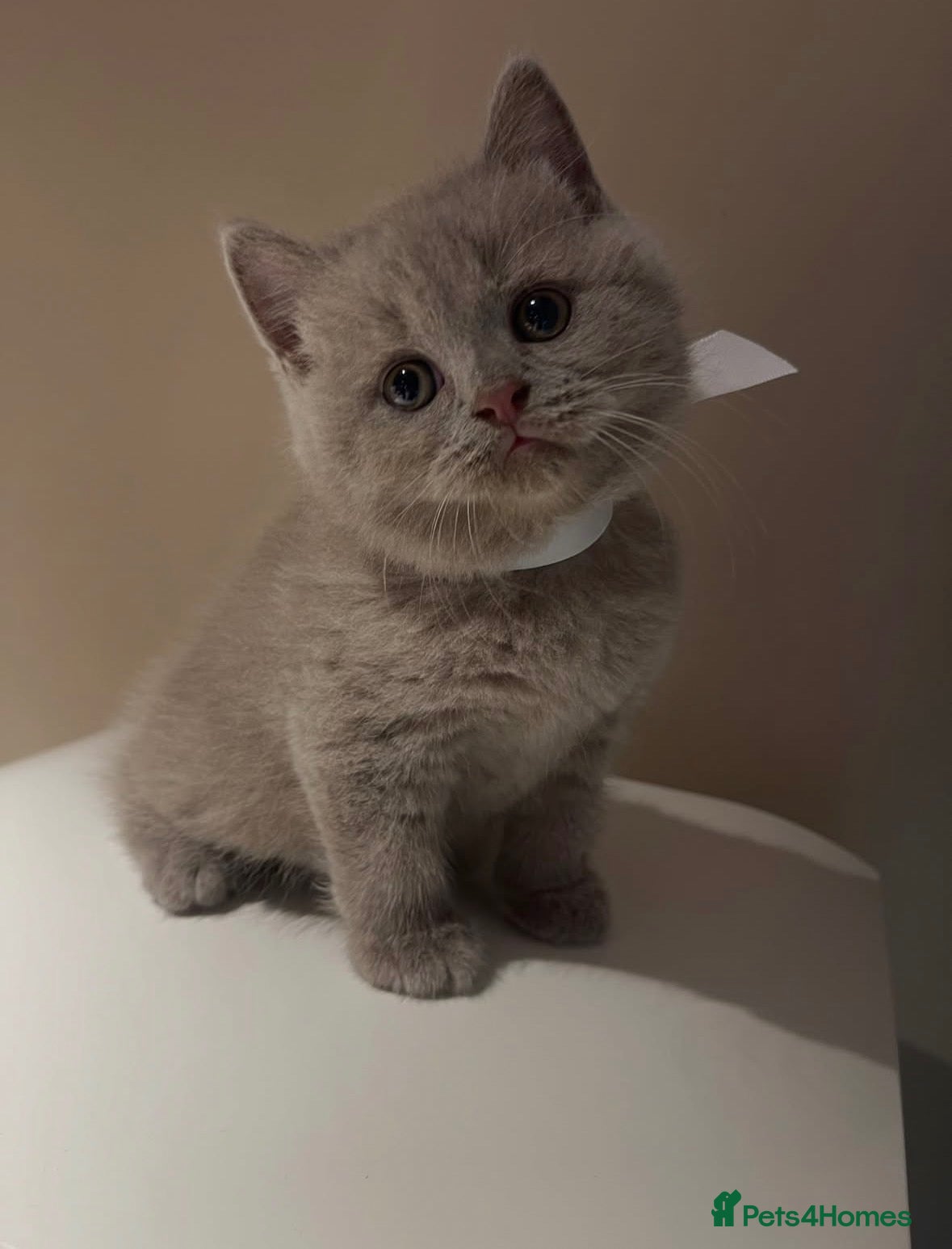 British Shorthair cats Cute male British shorthair kitten - Advert 2