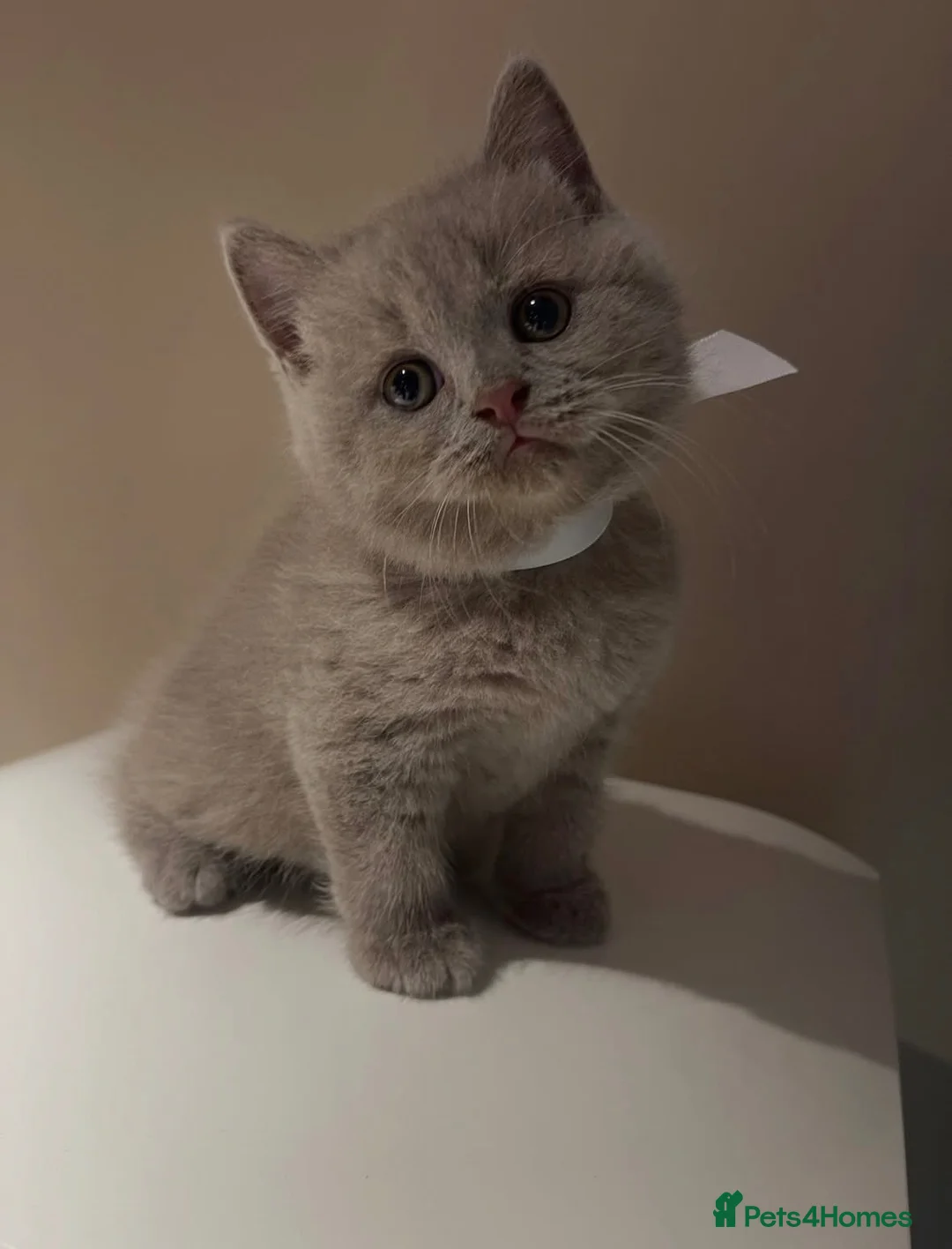 British Shorthair cats for sale: Cute male British shorthair kitten - Advert 1