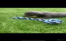 Miniature Dachshund dogs for sale: Miniture dachshund puppies - Image 14