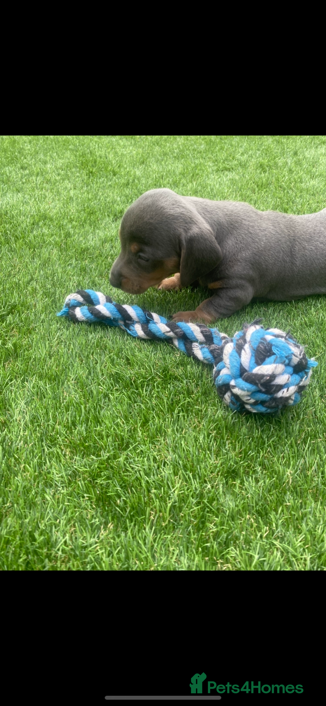 Miniature Dachshund dogs for sale: Miniture dachshund puppies - Image 14