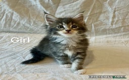 Maine Coon cats for sale: Pedigree Maine Coon Kittens Champion-Giant Russian - Image 4