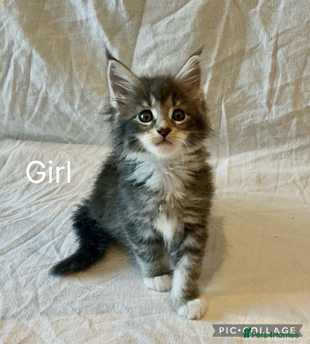 Maine Coon cats for sale: Pedigree Maine Coon Kittens Champion-Giant Russian - Image 4
