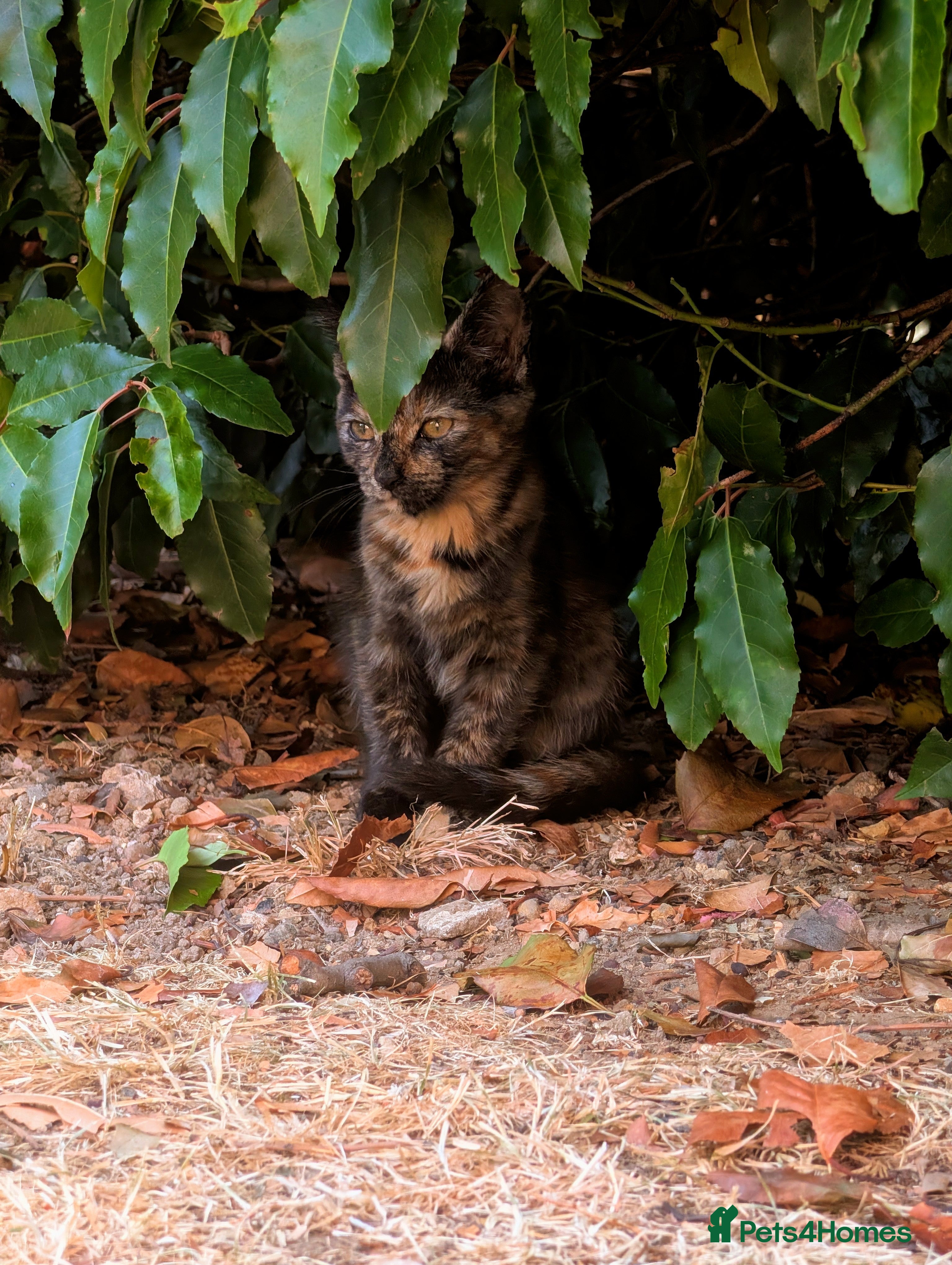 Mixed Breed cats Bengal/Norwegian kittens £150 final price. - Advert 1