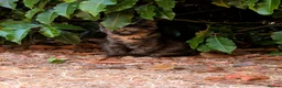Bengal cats for sale: Bengal/Norwegian Forest kittens - Advert 5