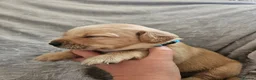 Labrador Retriever dogs for sale: Labrador Puppies in Coleford - Advert 2