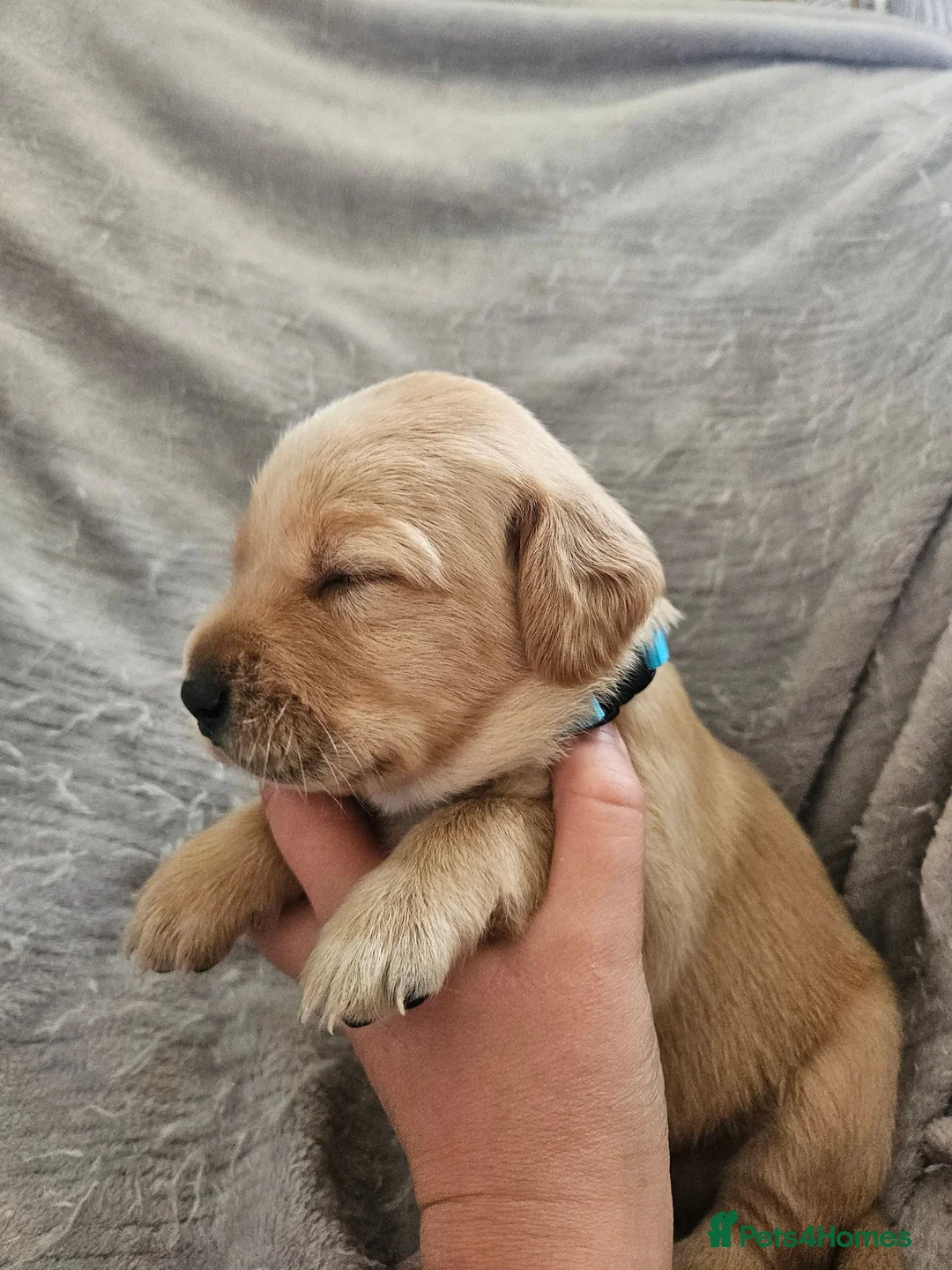 Labrador Retriever dogs for sale: Labrador Puppies in Coleford - Advert 2