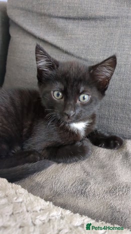 European cats - Advert 3