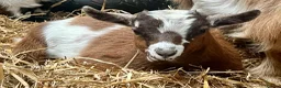 Goats livestock for sale: Pygmy goat kids available (pairs only )  - Advert 11