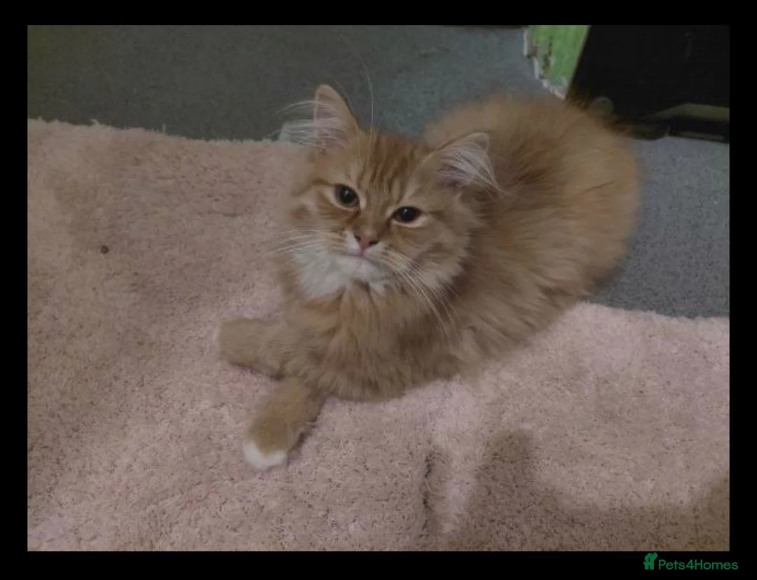 Persian cats for sale: Beautiful Chinchilla Persian Kittens - Advert 4