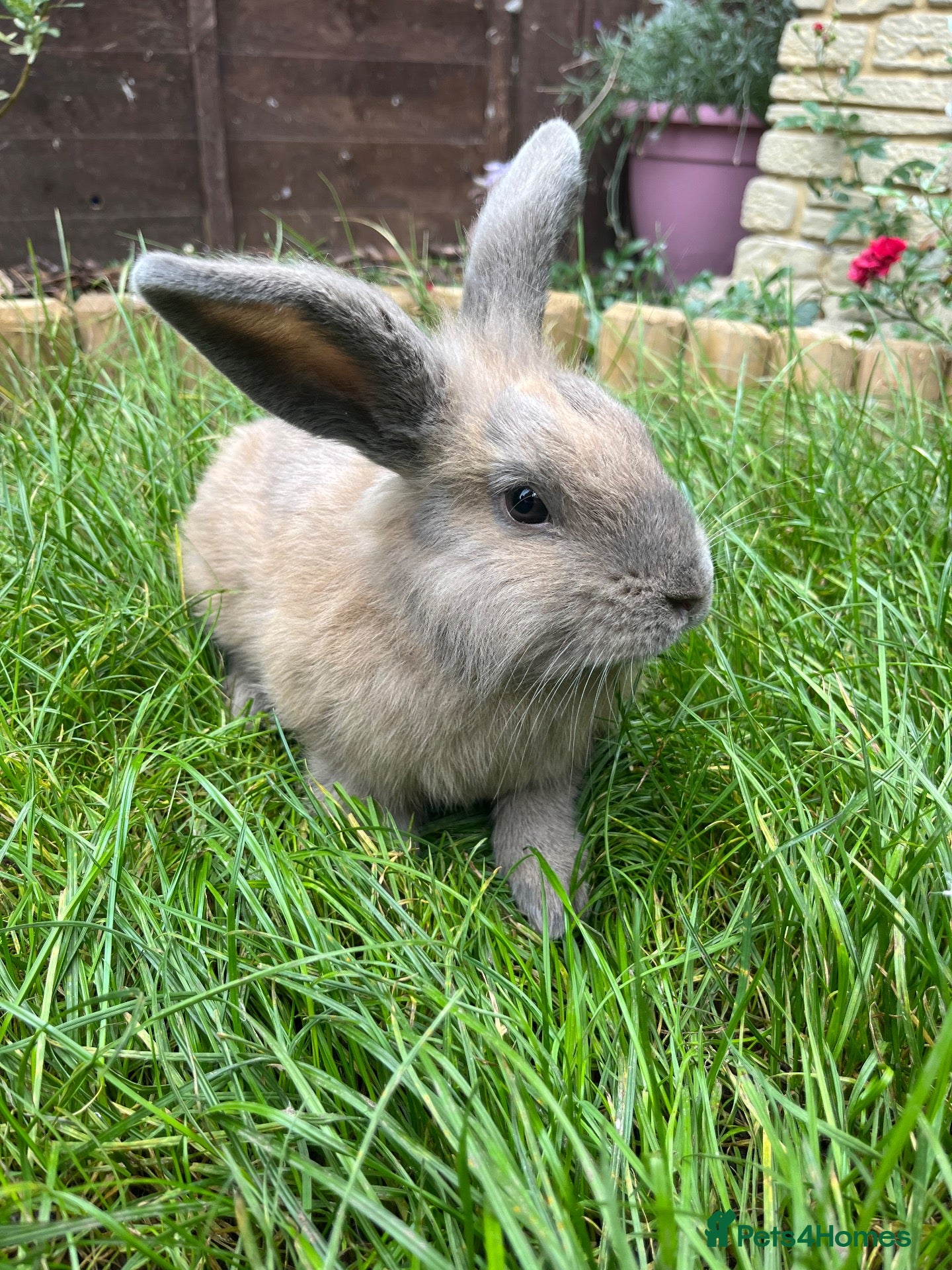 Mixed Breed rabbits Male lionlop cross - Advert 5