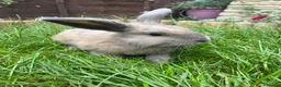 Mixed Breed rabbits for sale: Male lionlop cross - Advert 1