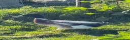 Ducks poultry for sale: Male Magpie Call Ducks & Welsh Harlequin in Corwen - Advert 2
