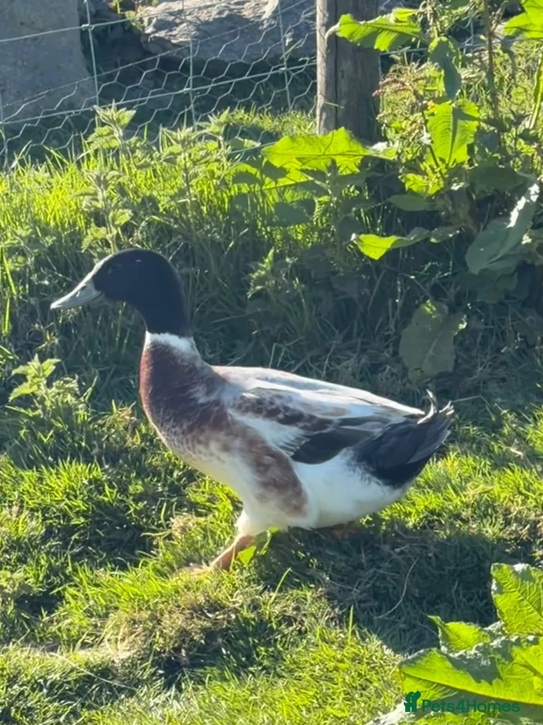 Ducks poultry for sale: Male Magpie Call Ducks & Welsh Harlequin in Corwen - Advert 2