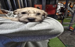 Soft Coated Wheaten Terrier dogs for sale: Soft coated wheaten terrier puppies  - Image 10