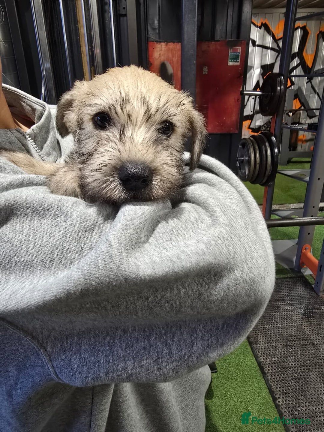 Soft Coated Wheaten Terrier dogs for sale: Soft coated wheaten terrier puppies  - Image 10
