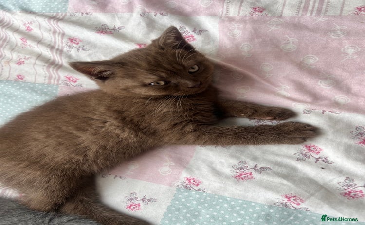 British Shorthair cats - Advert 3