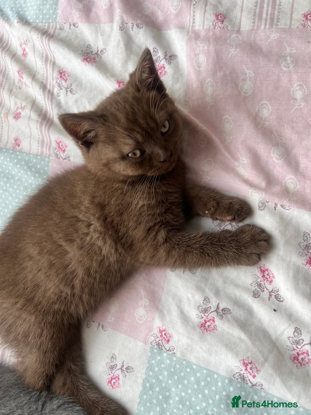 British Shorthair cats for sale: British short hair kitten - Image 1