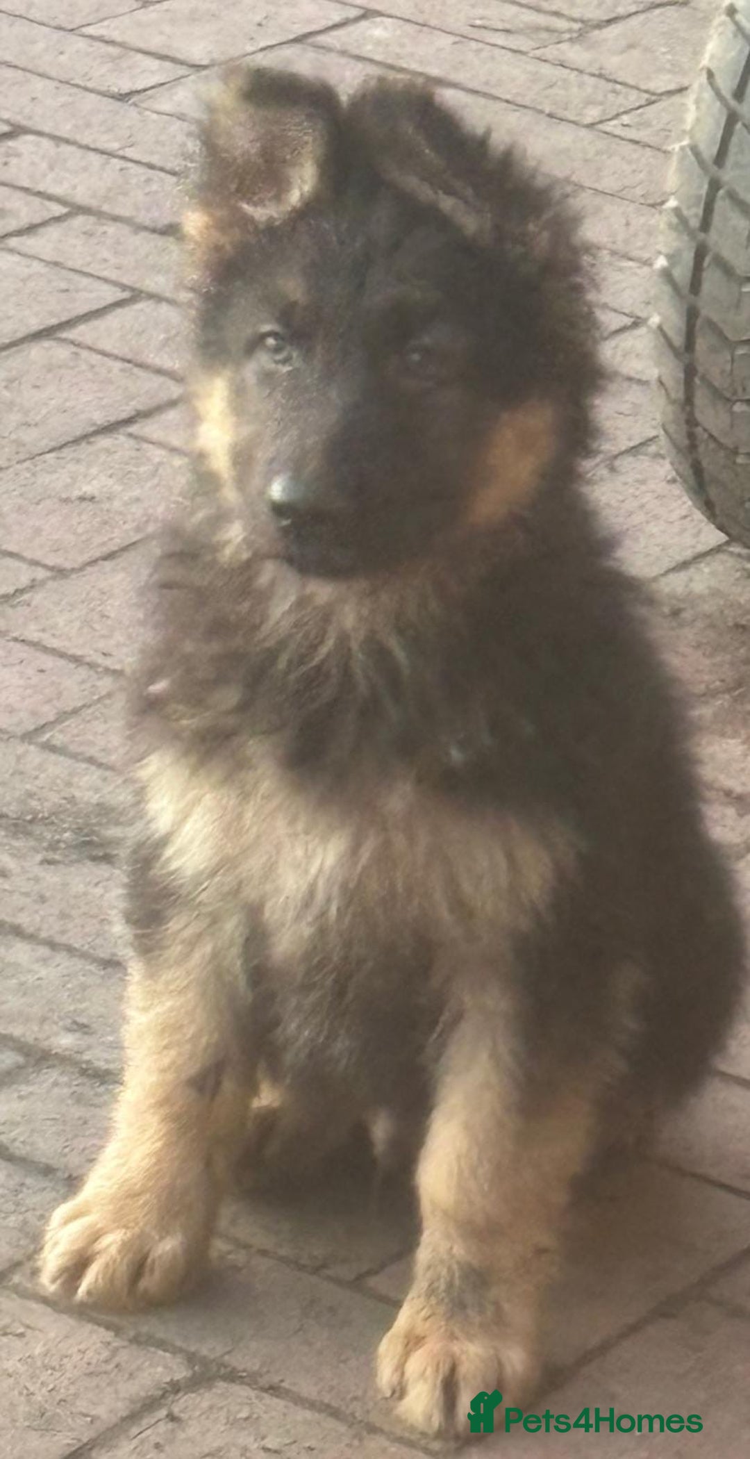 German Shepherd dogs for sale: Kc registered German Shepard pups - Advert 13