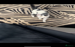 Domestic Shorthair cats for sale: Free to a loving home  - Image 6