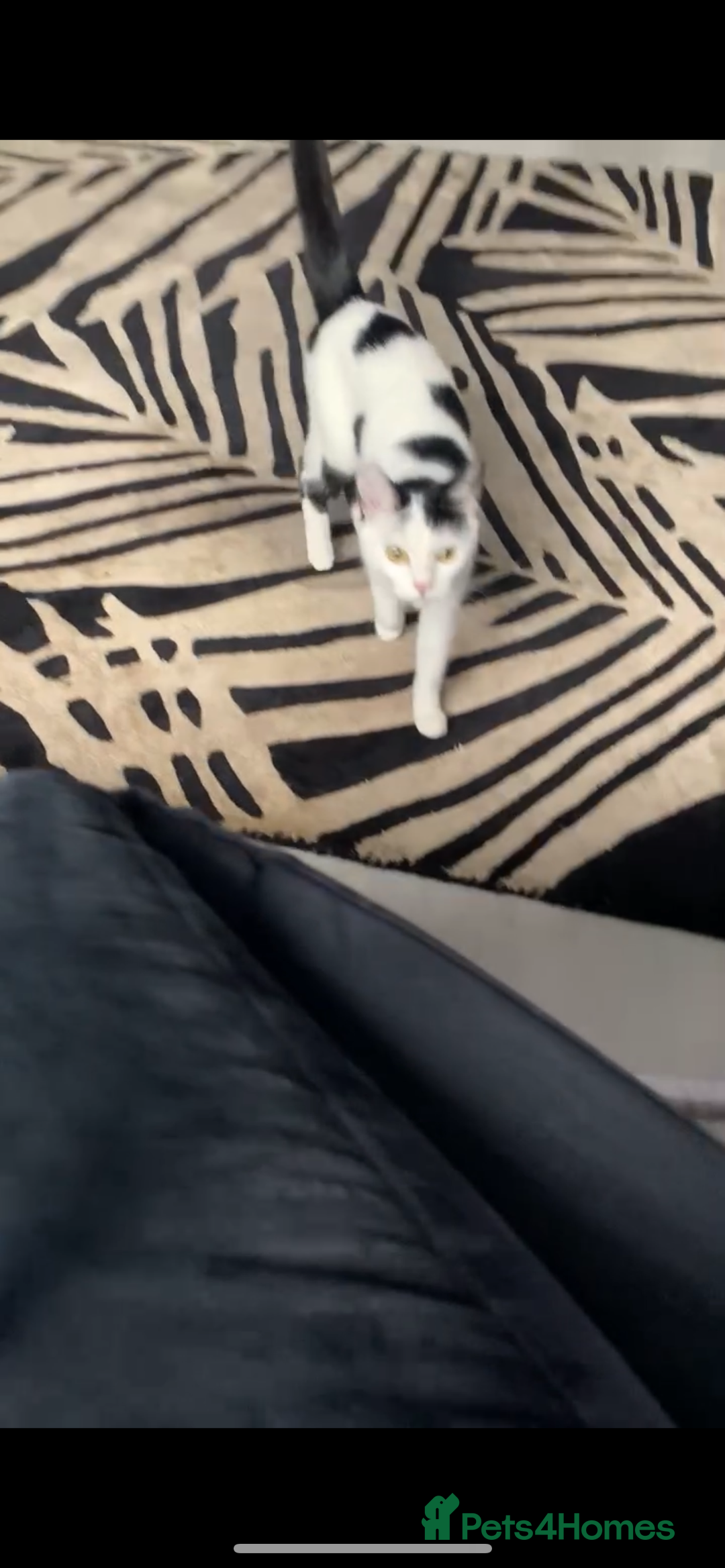 Domestic Shorthair cats for sale: Free to a loving home  - Image 6