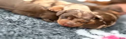 Miniature Dachshund dogs for sale: KC reg & health tested  - Advert 5