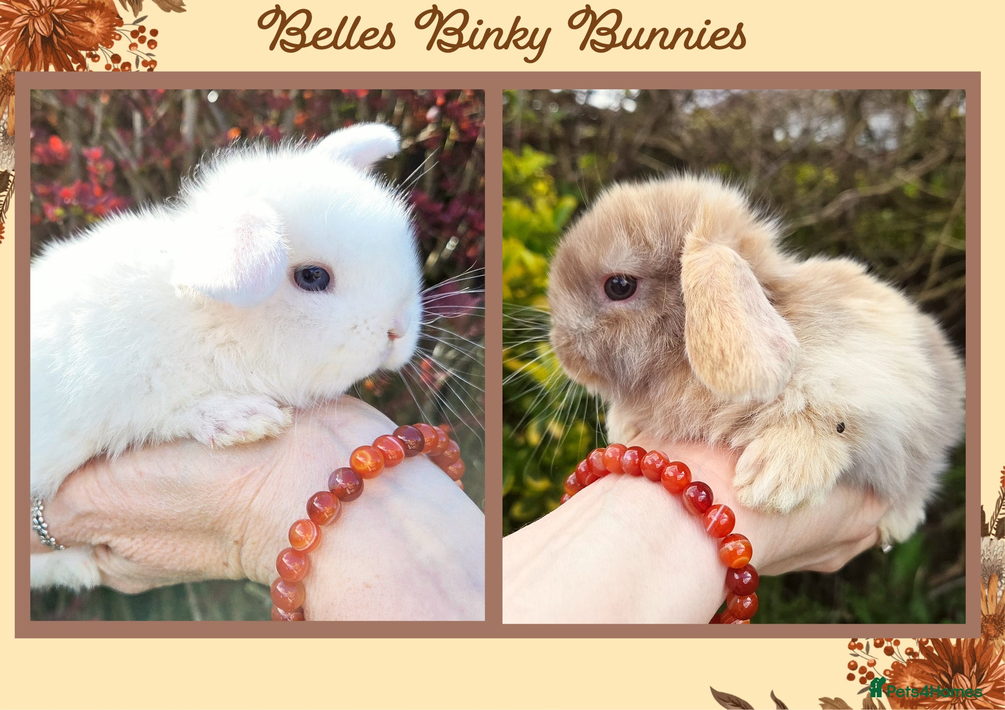 Mini Lop rabbits 🌷Pretty Baby Mini Lops 🌷 Ready 26th April 🌷 - Advert 1