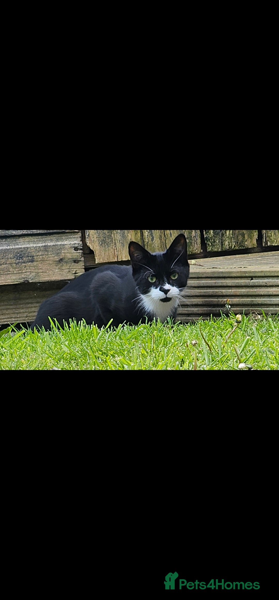 Domestic Shorthair cats for sale: Bruno and Bodie - Image 2