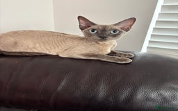 Devon Rex cats for sale: ❤️Devon rex kittens available 😻 - Image 19