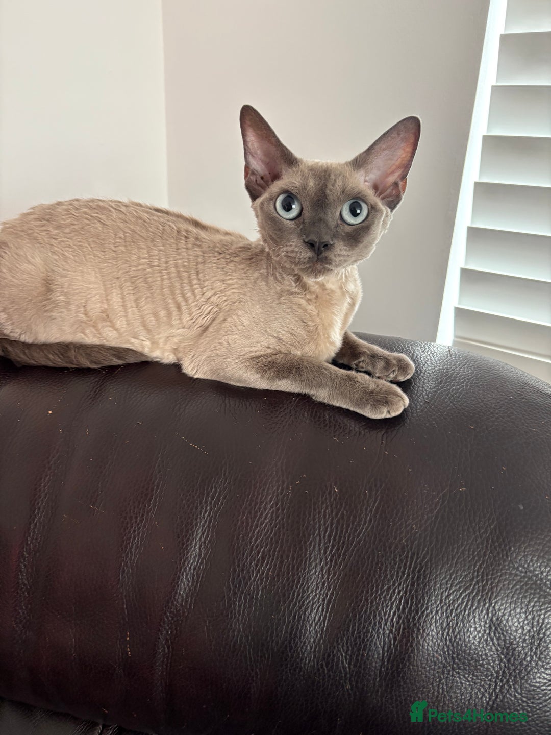 Devon Rex cats for sale: ❤️Devon rex kittens available 😻 - Image 19