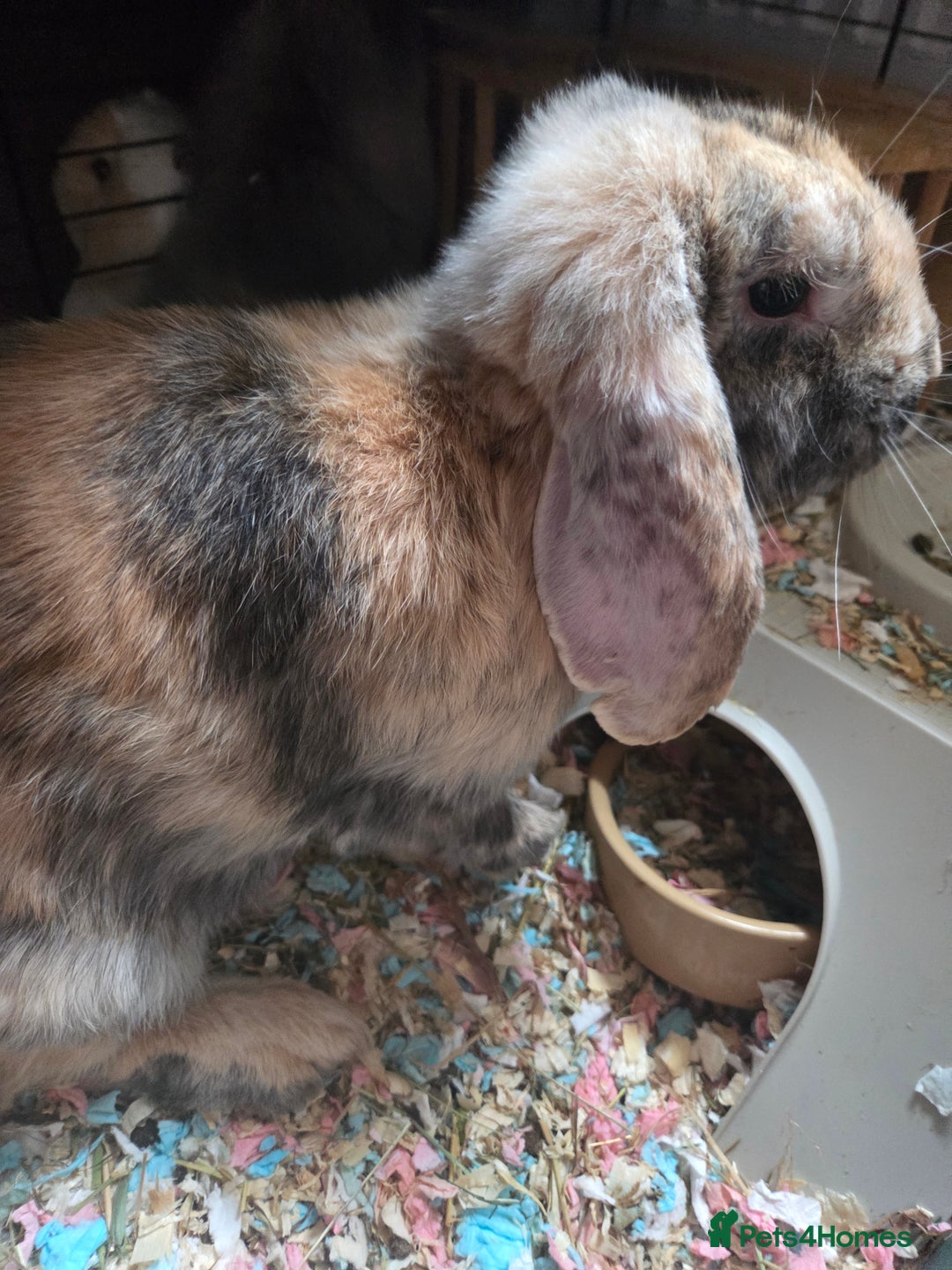 Mini Lop rabbits for sale: 🐰 Mini Lop Rabbits – Loving Homes Wanted 🏡 - Advert 20