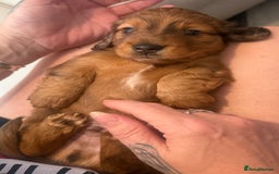 Miniature Dachshund dogs for sale: KC REG Long Hair Miniature Dachshund x 3 Red Boys - Image 11