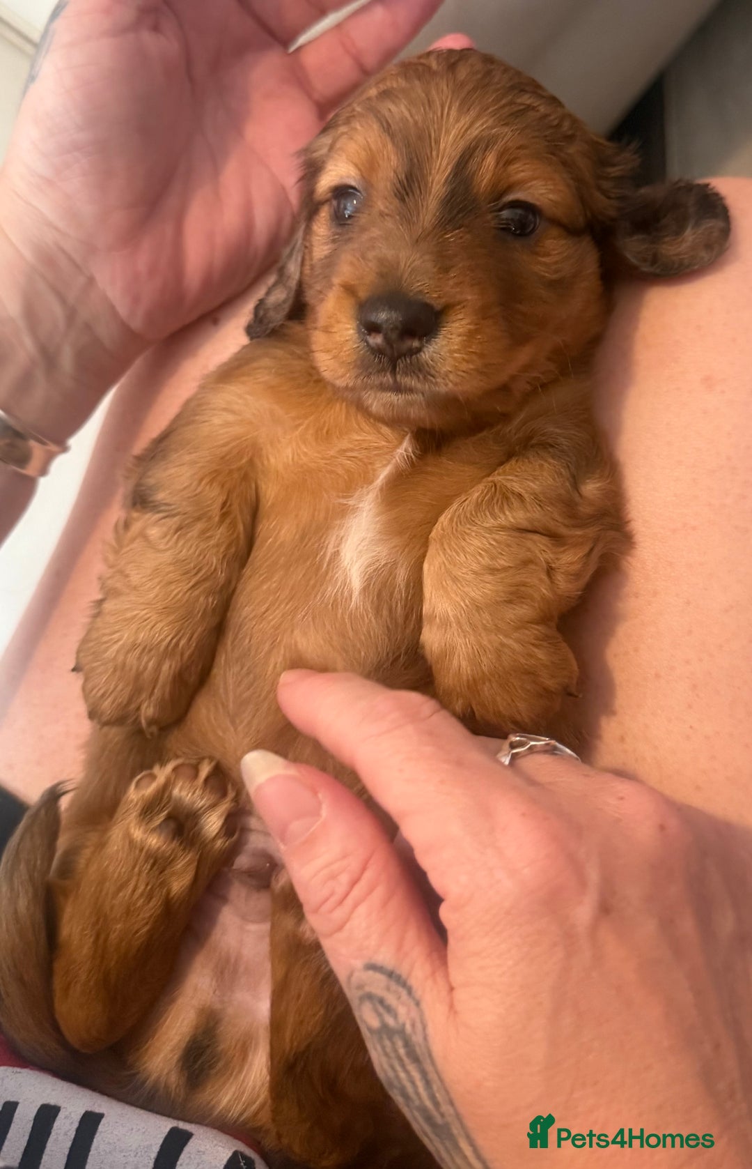 Miniature Dachshund dogs for sale: KC REG Long Hair Miniature Dachshund x 3 Red Boys - Image 11