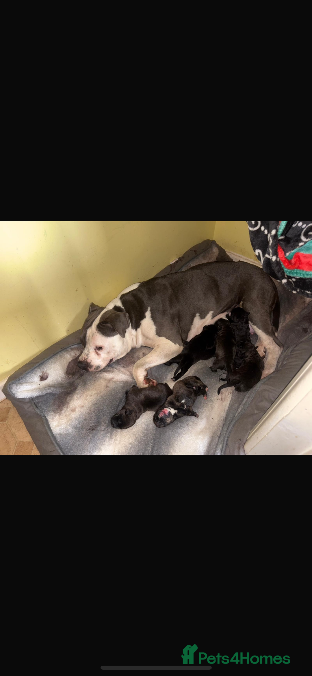 Mixed Breed dogs for sale: Rottiebulls - Advert 17